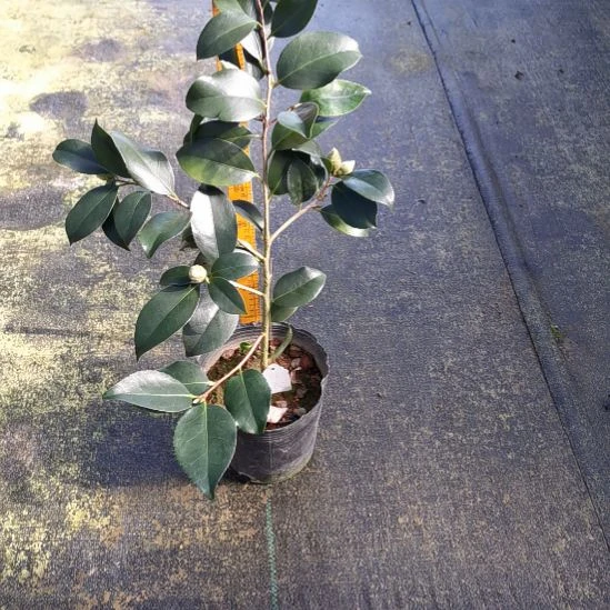 大量花朵（建议范围：8朵-15朵 或40%以上）雅致