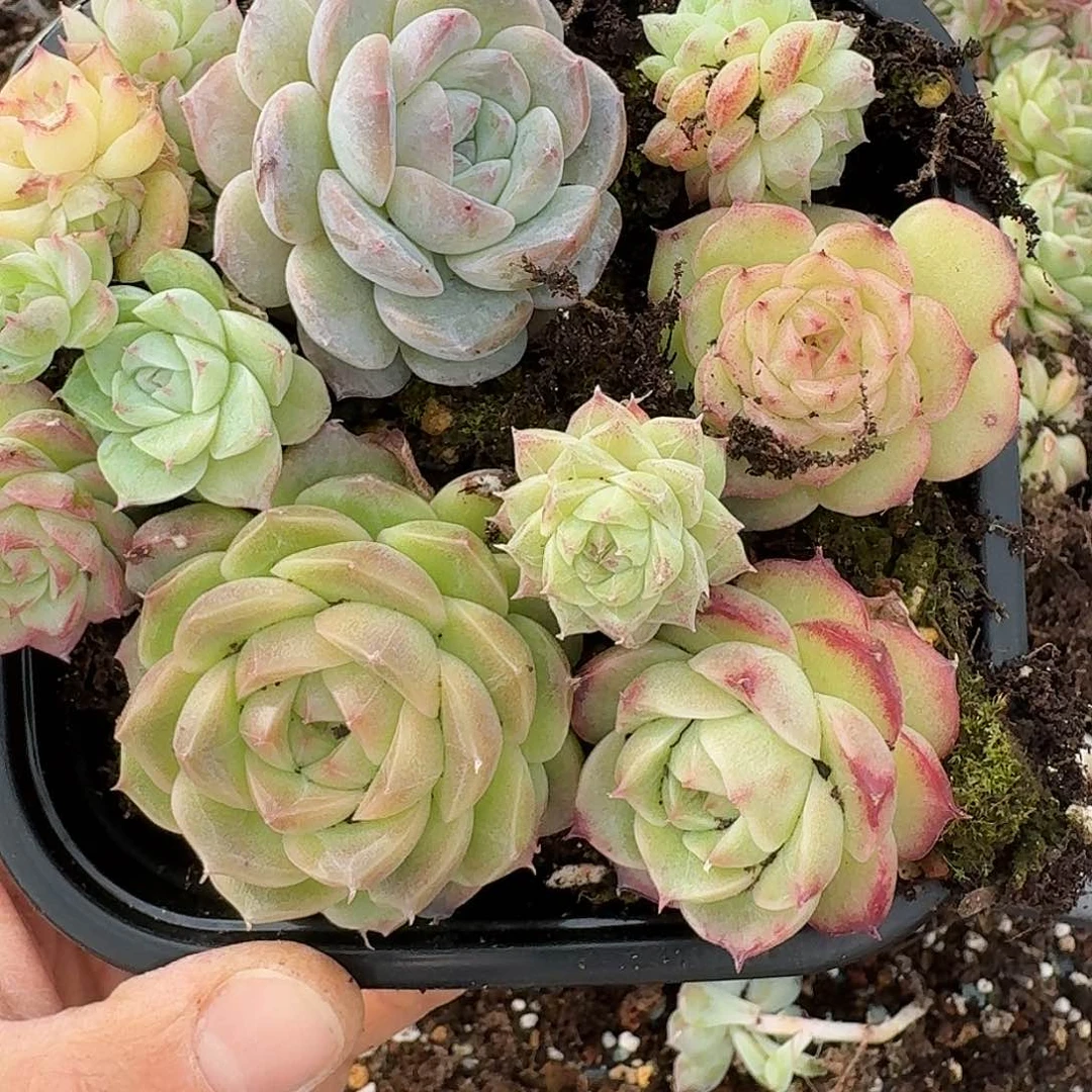 杂交新品珍妮多肉500