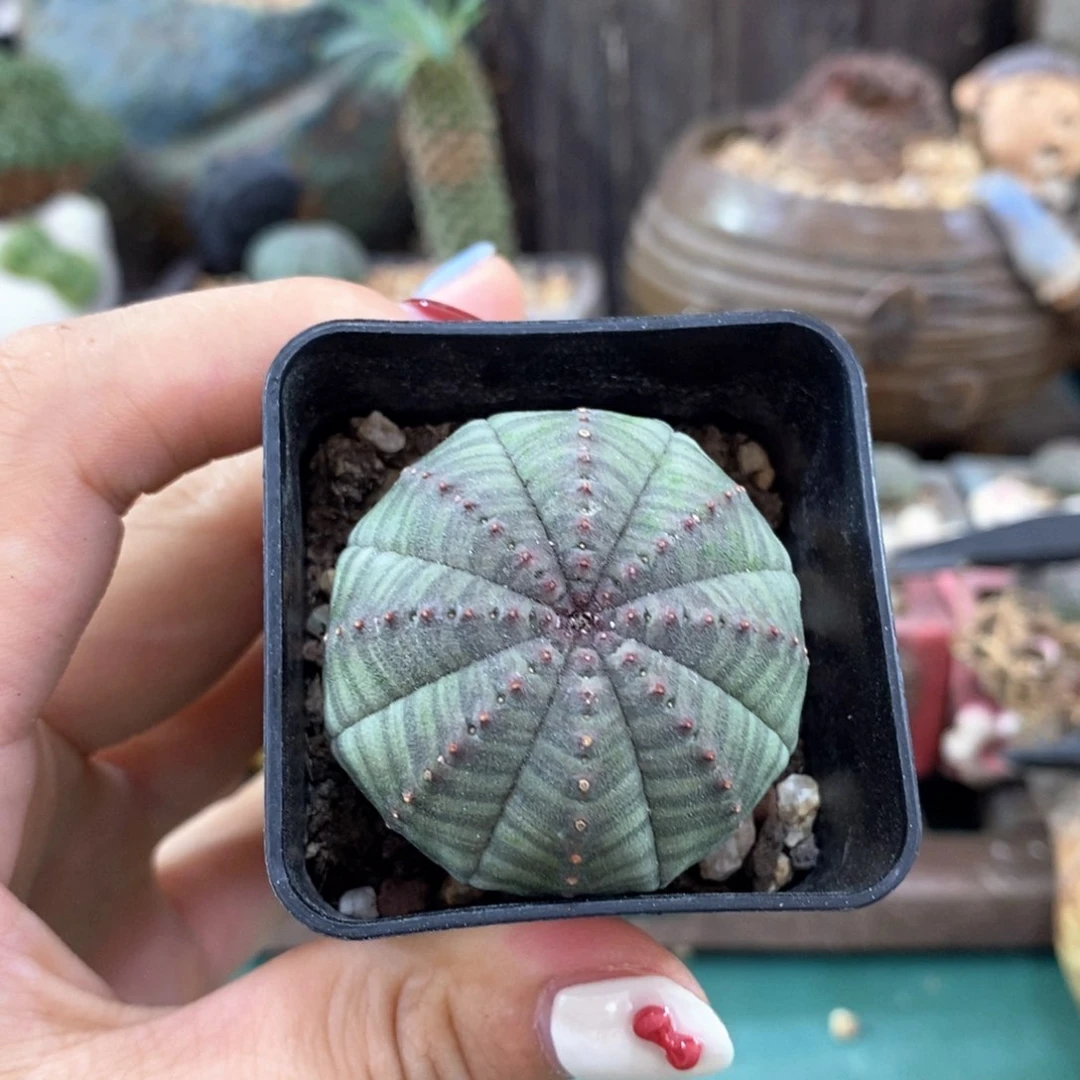 欧系实生布纹球一物一拍