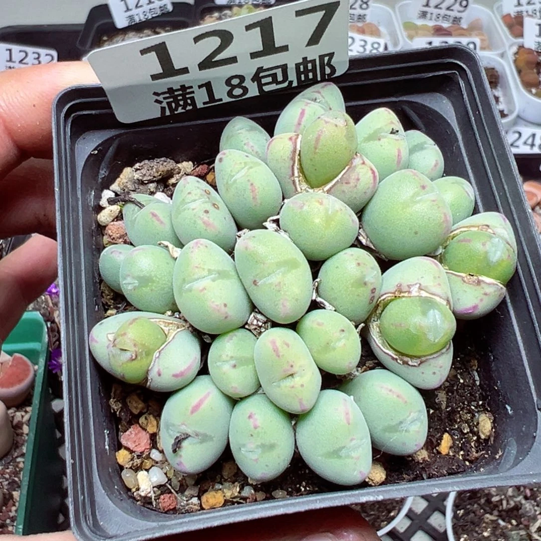 【闪购商品】 1217。