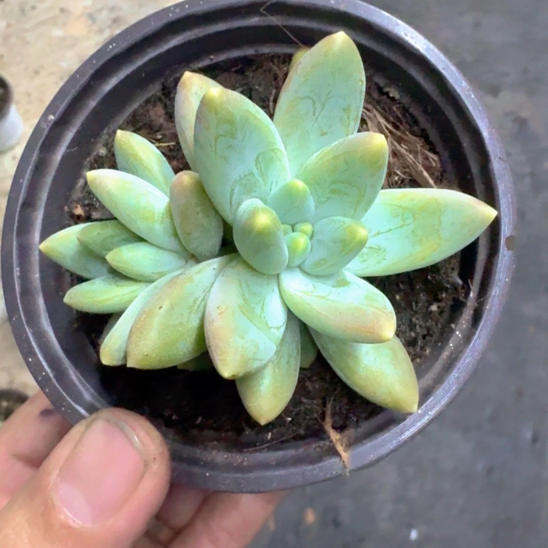 阿蒂斯托 叶插 一物一拍