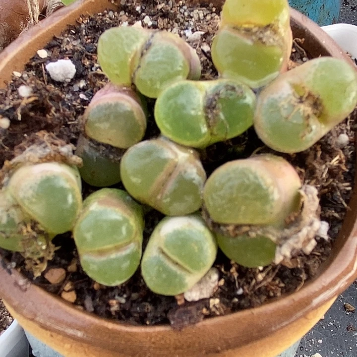 2561粉红女郎风铃一颗。