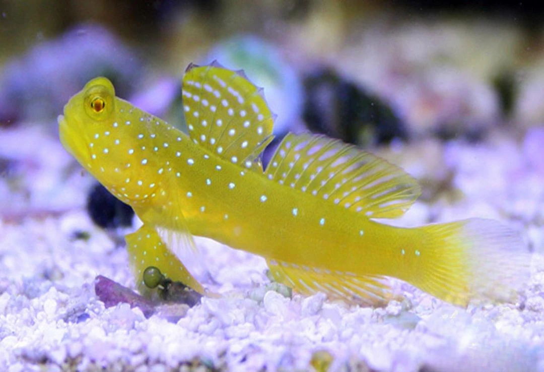黄金虾虎海水观赏鱼已检疫健康活泼默认顺丰不包邮