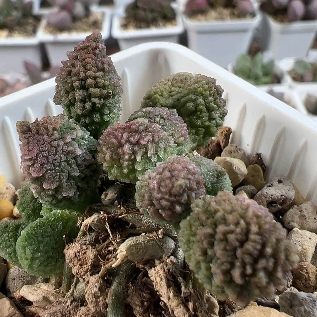 茶 冰晶倒刺款实生