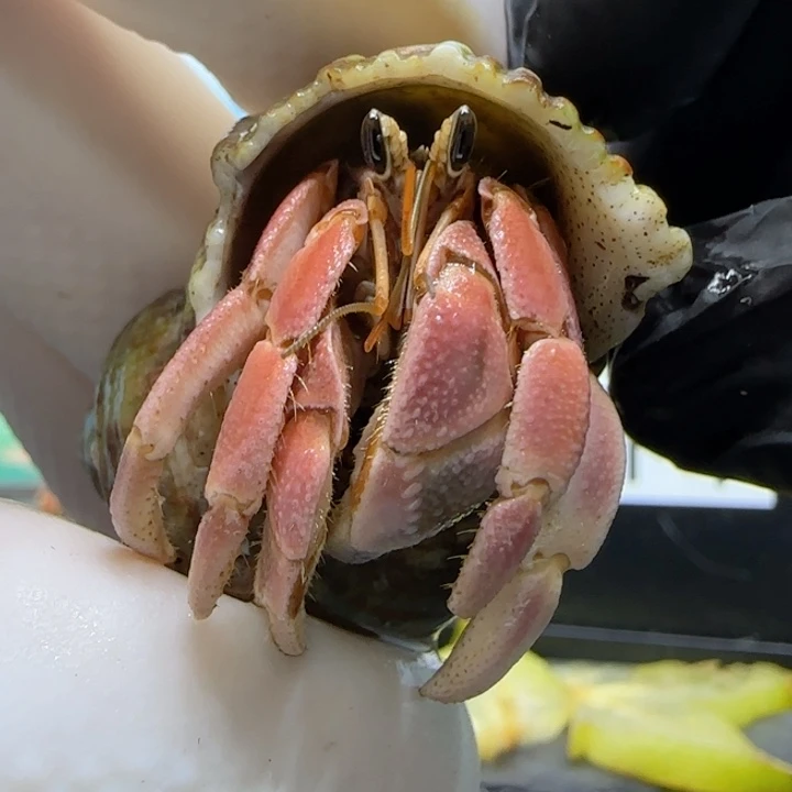 A40粉色 灰白1.6cm口径