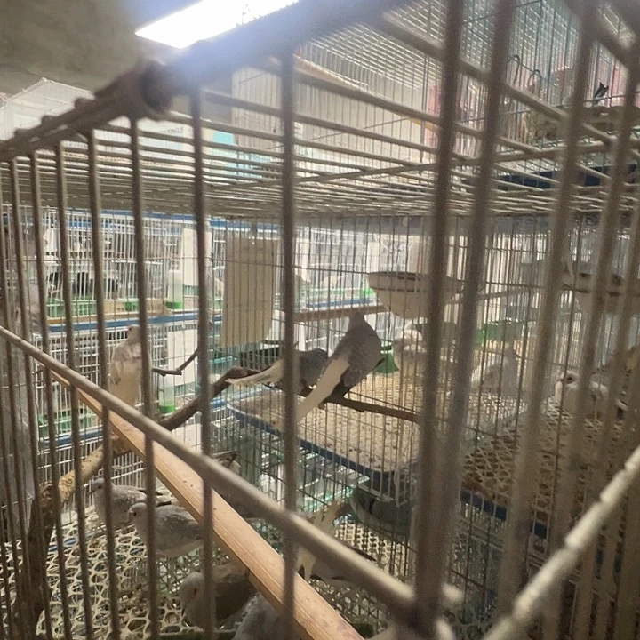 打包运输笼子蓝白笼子