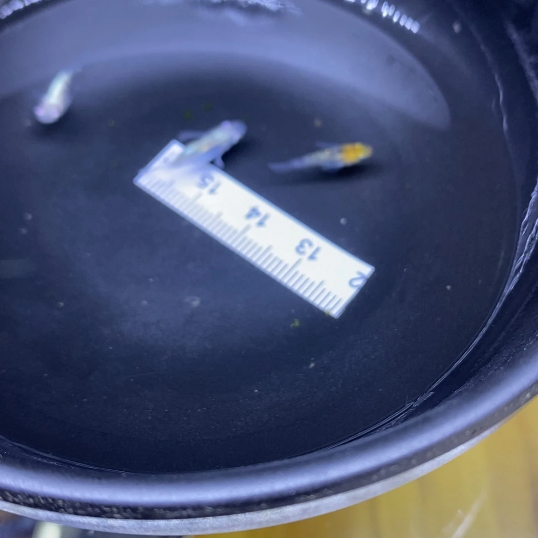 青鳉鱼短体短体5号