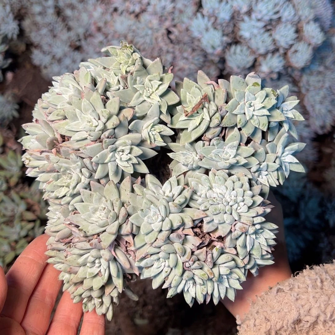 3267 今晚瑕疵无售后