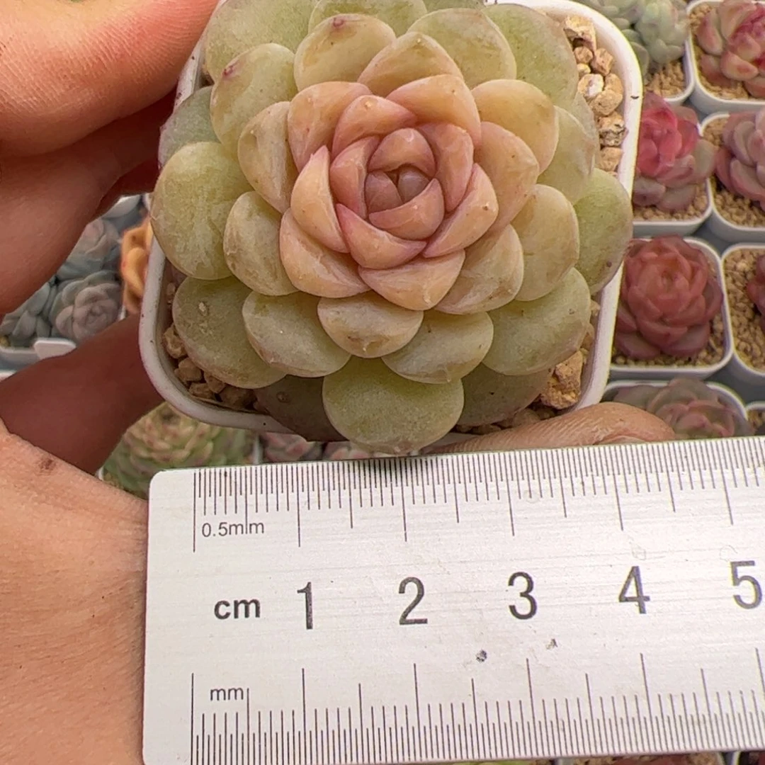 ?****?232 多肉植物组合盆栽