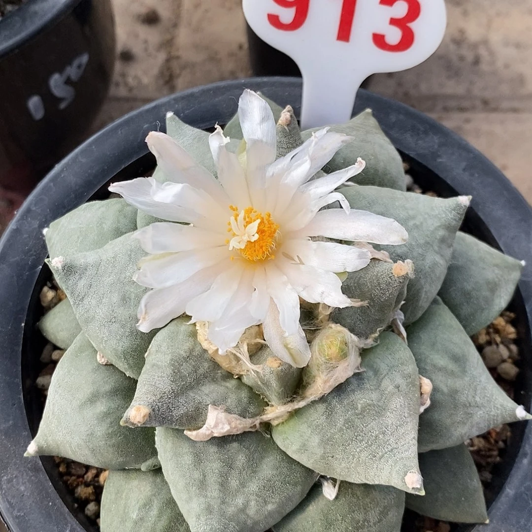 913牡丹系列产品的