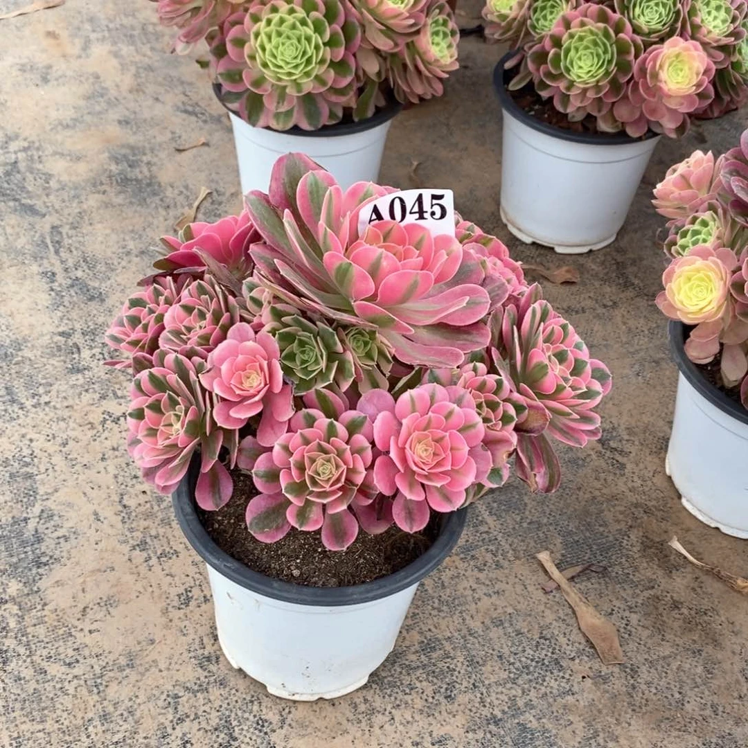 嫩桩粉女巫045多肉法师植物