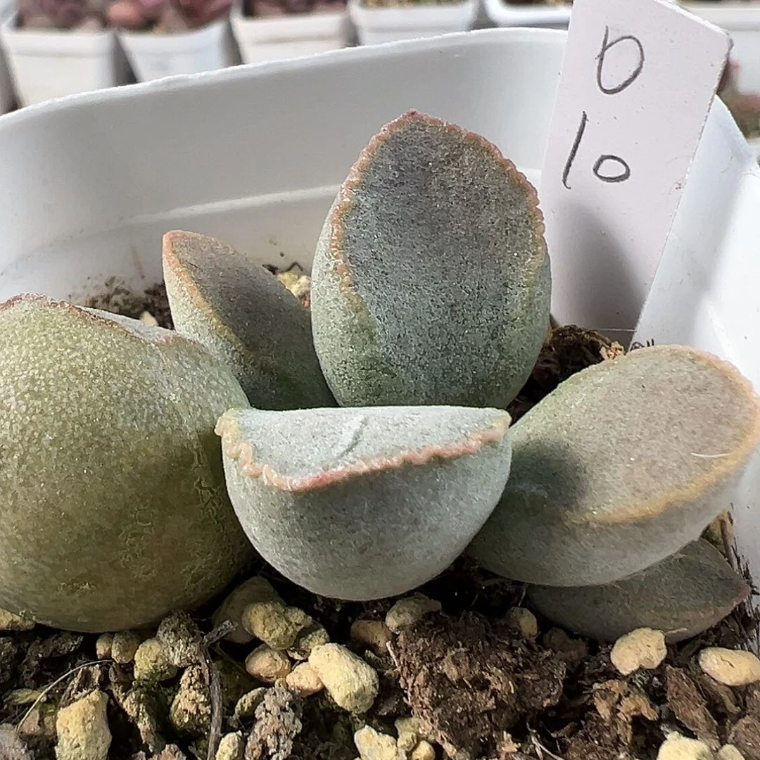 实生新品绿色系多肉植物