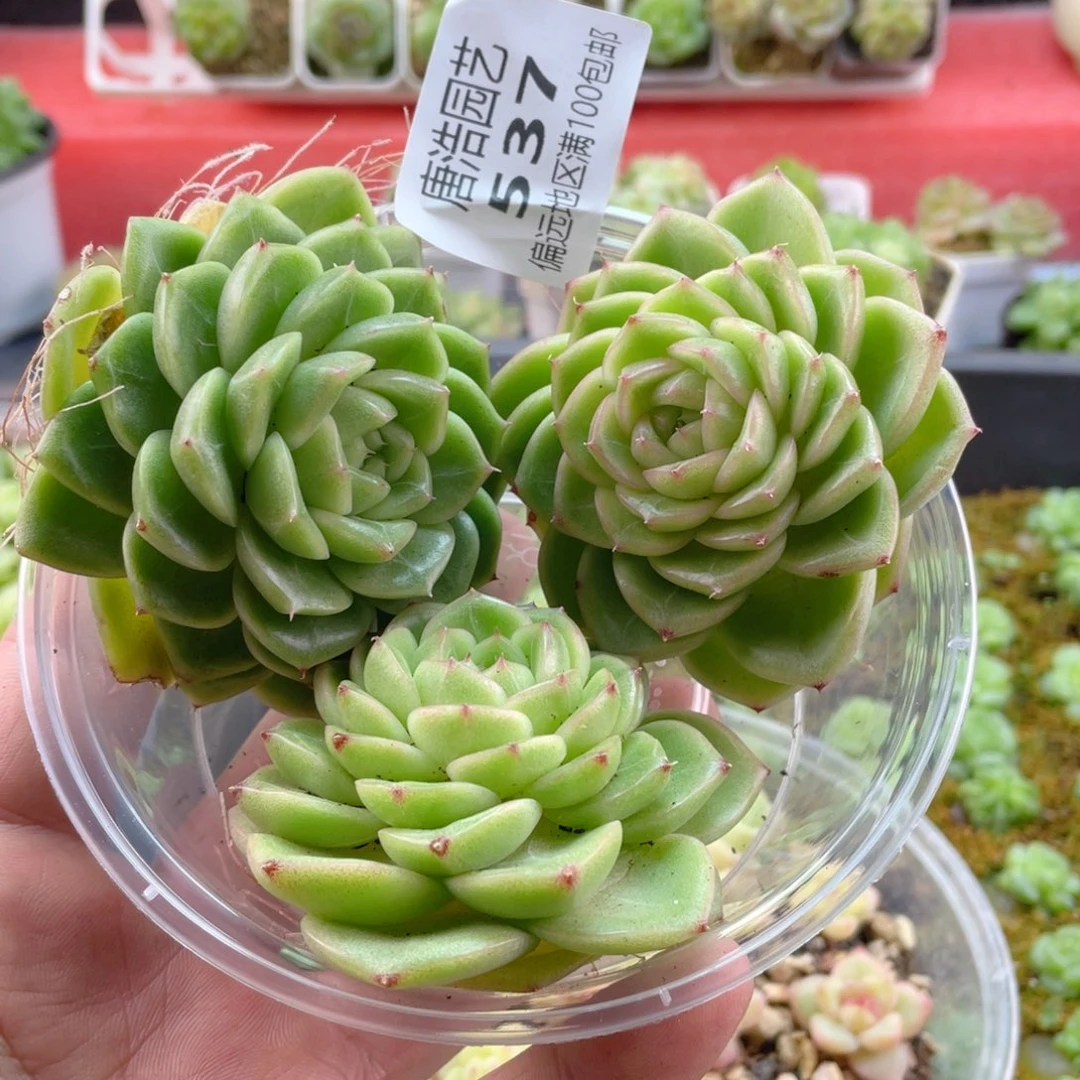 珍妮麦秆一物一拍537