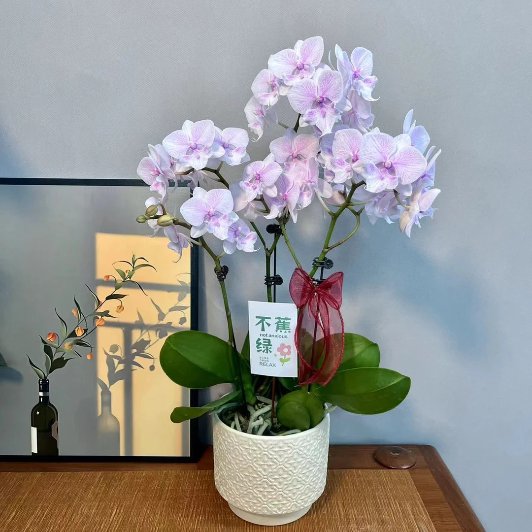 蝴蝶兰【白居易】浅粉色大舌头渐变色室内高端绿植花卉商务礼品花