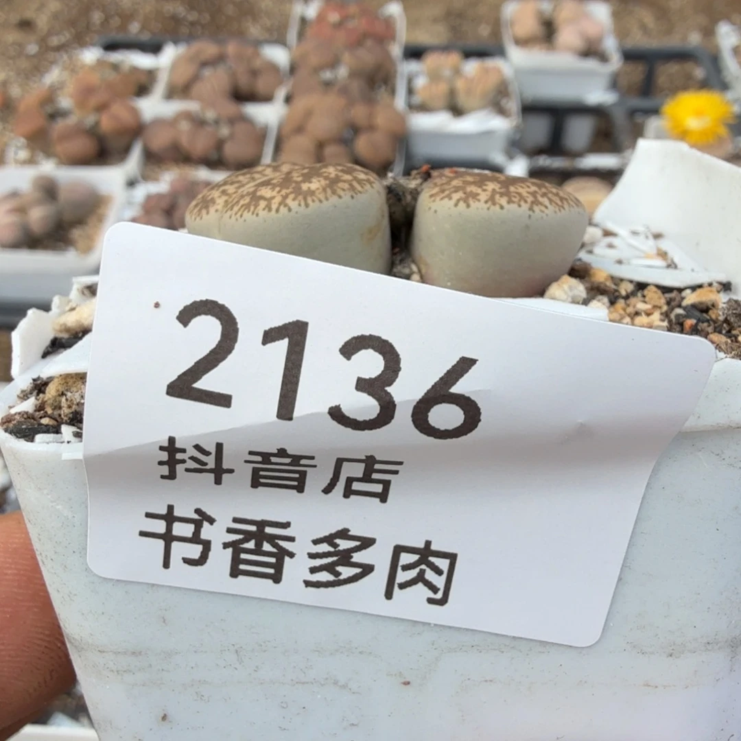 多肉。