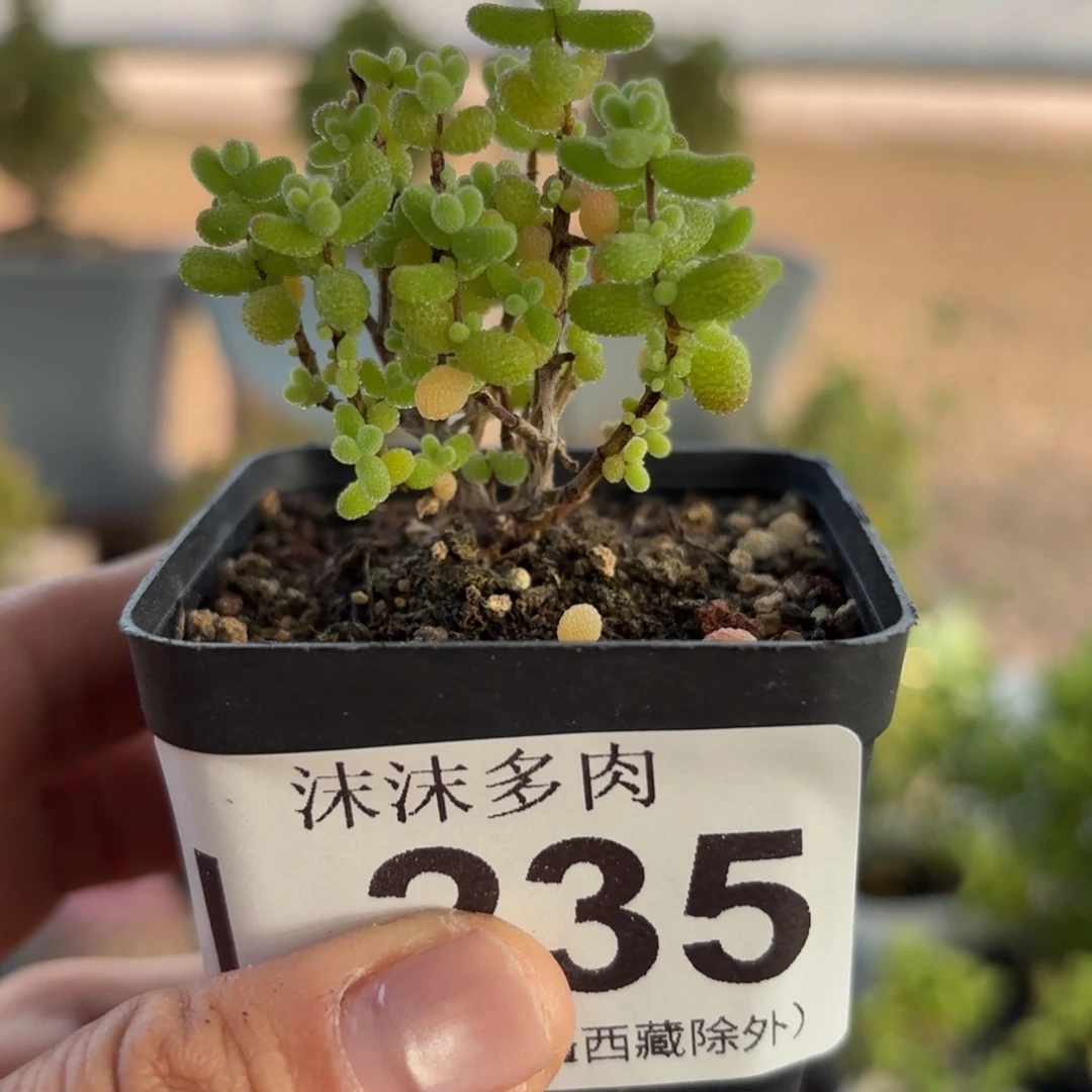 235金桔枝干番杏福利