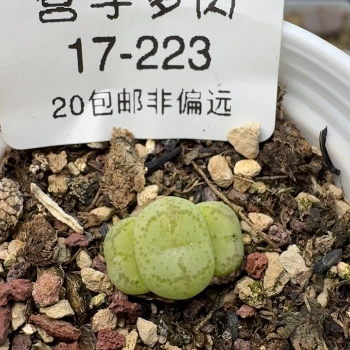 223三头带盆土猴脸