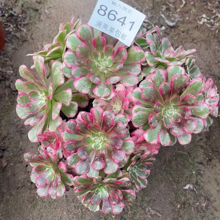 8641霁月的人多肉的