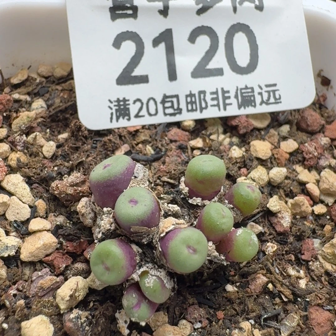 小红嘴。  带盆土。