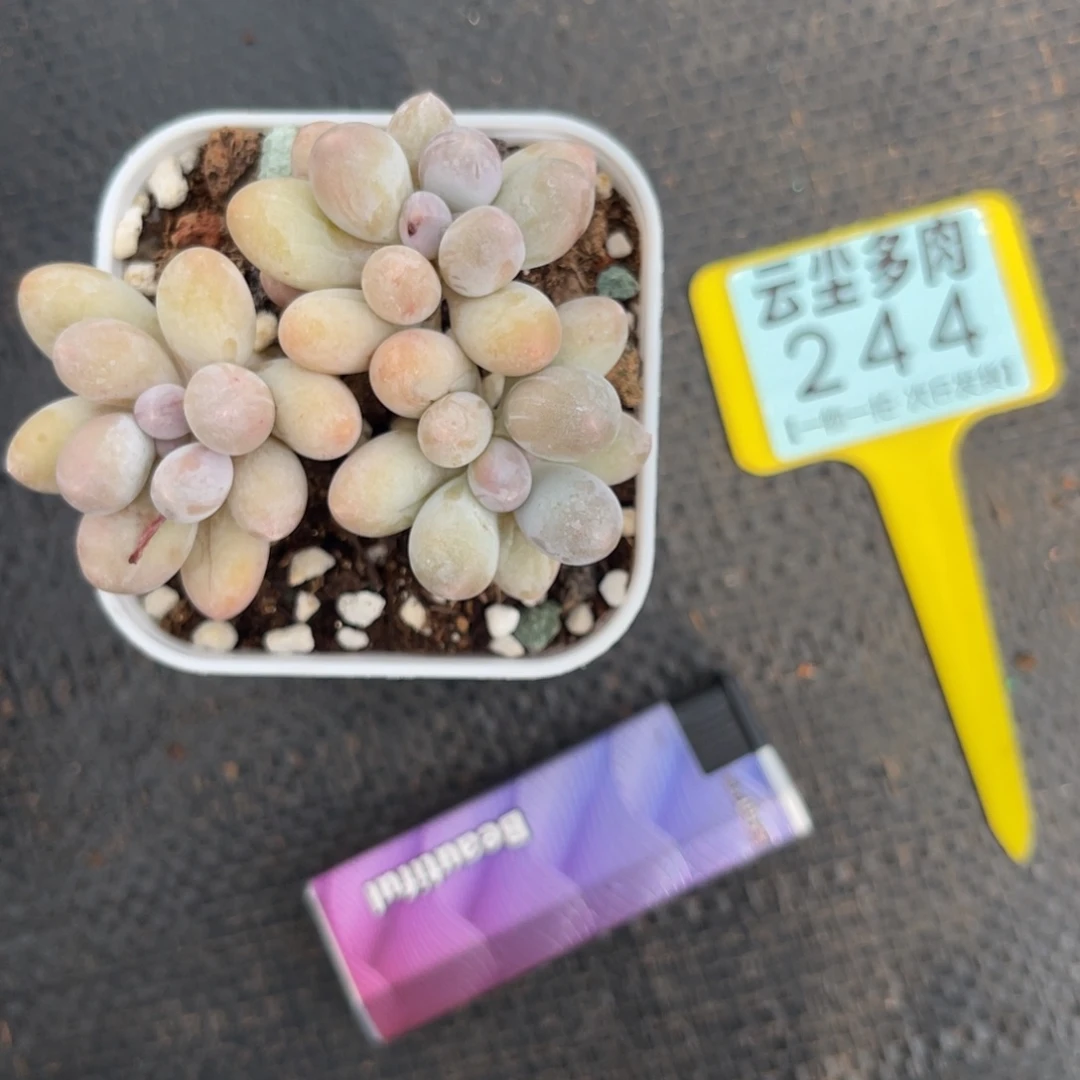 云尘多肉一物一拍244