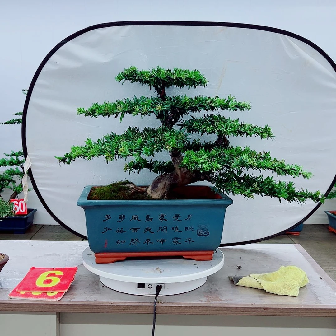 中***建无花朵罗汉松盆景造型树形象设计