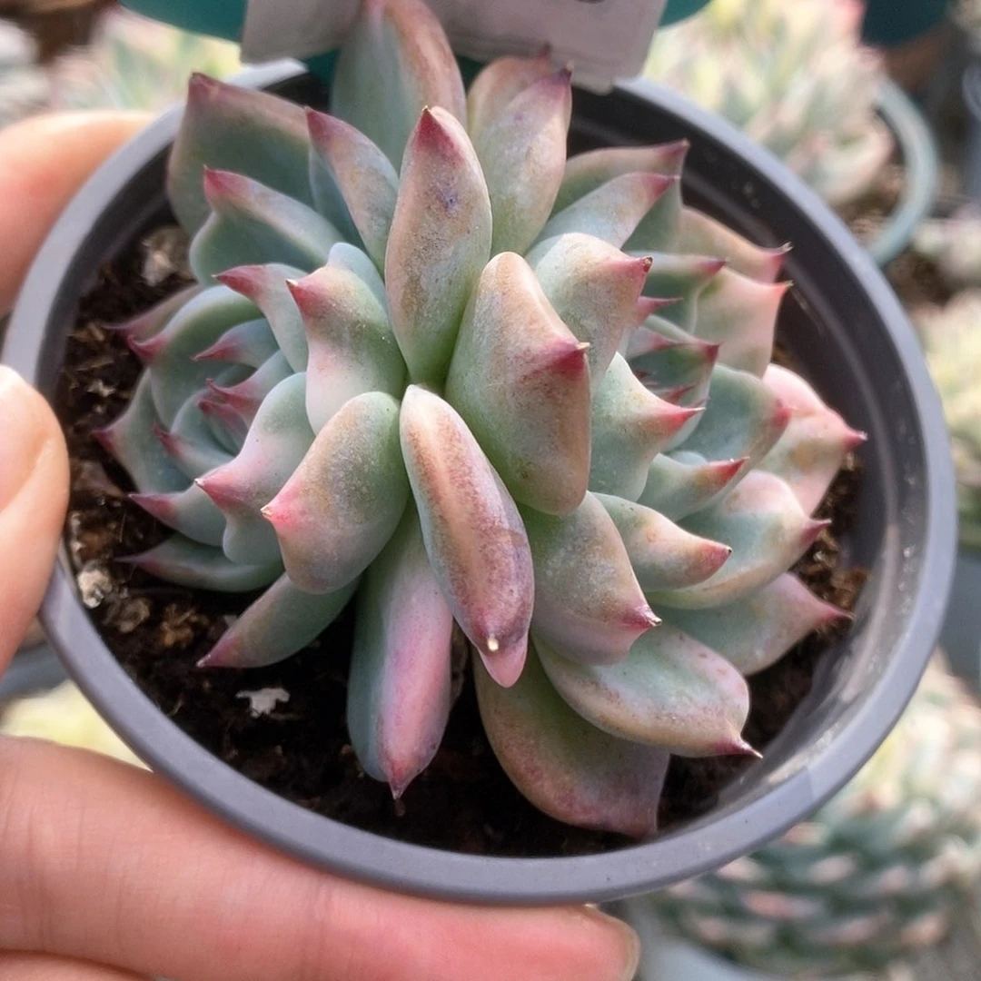 745锦锦锦锦锦锦锦锦