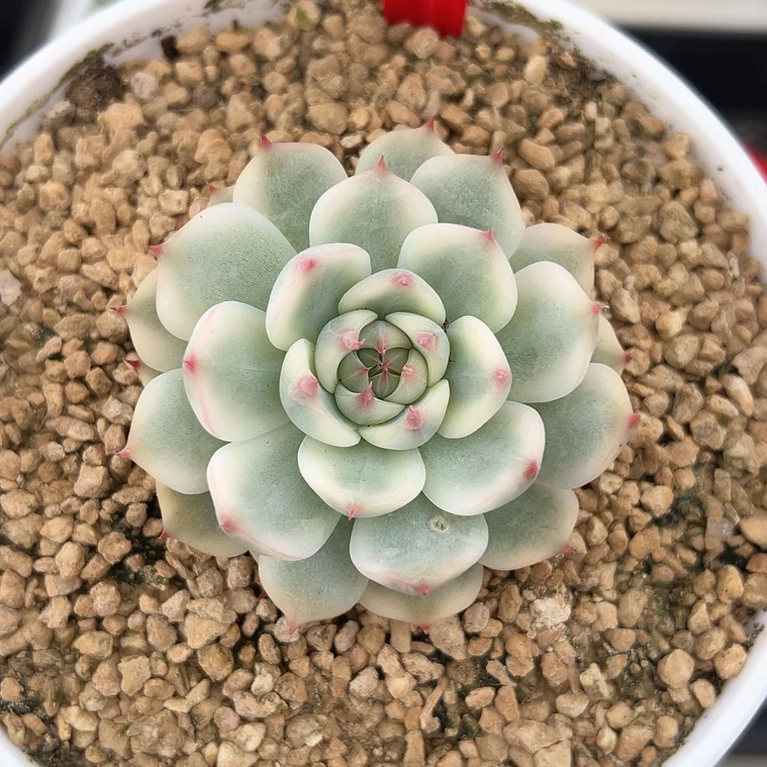 93号吉娃娃锦多肉植物