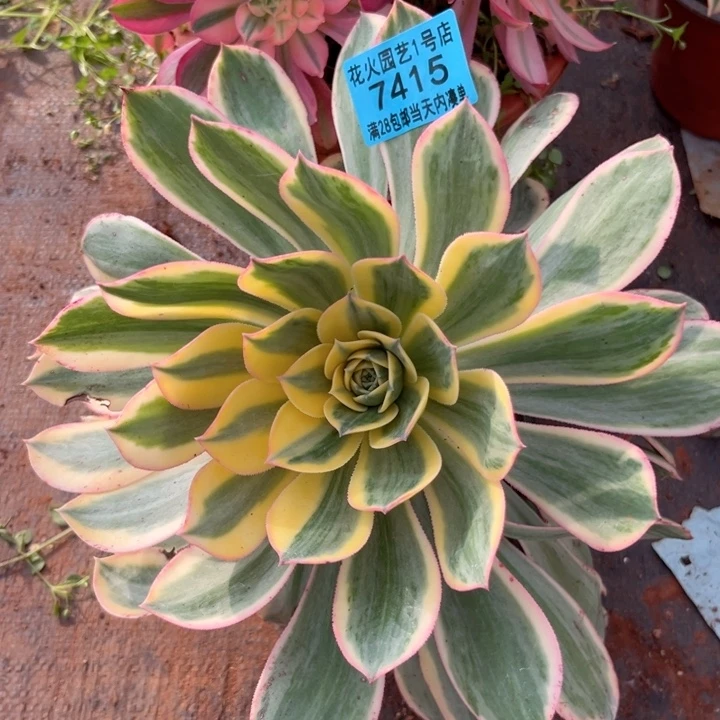 灿烂7415多肉植物