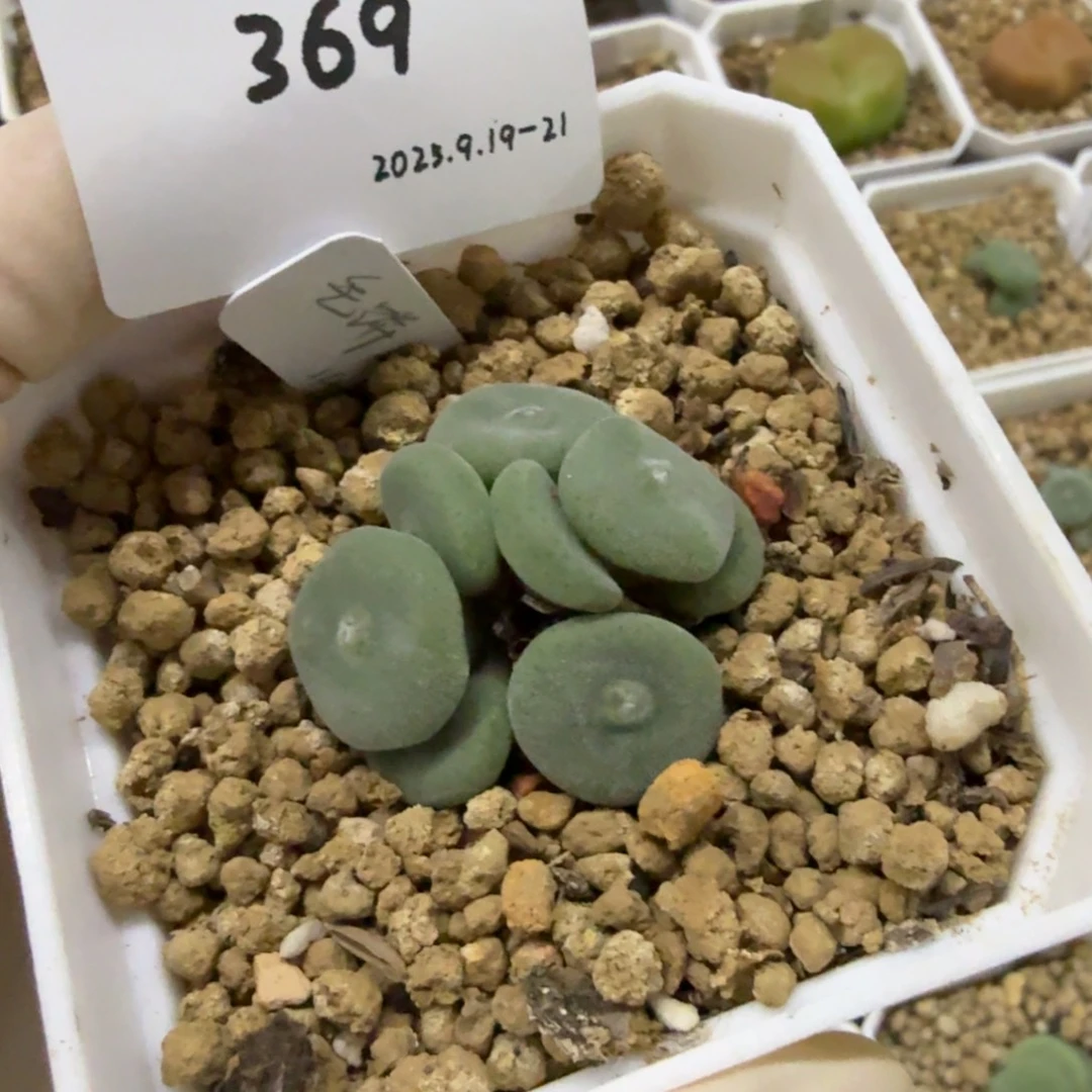 美***河多肉多肉多肉9.21-369