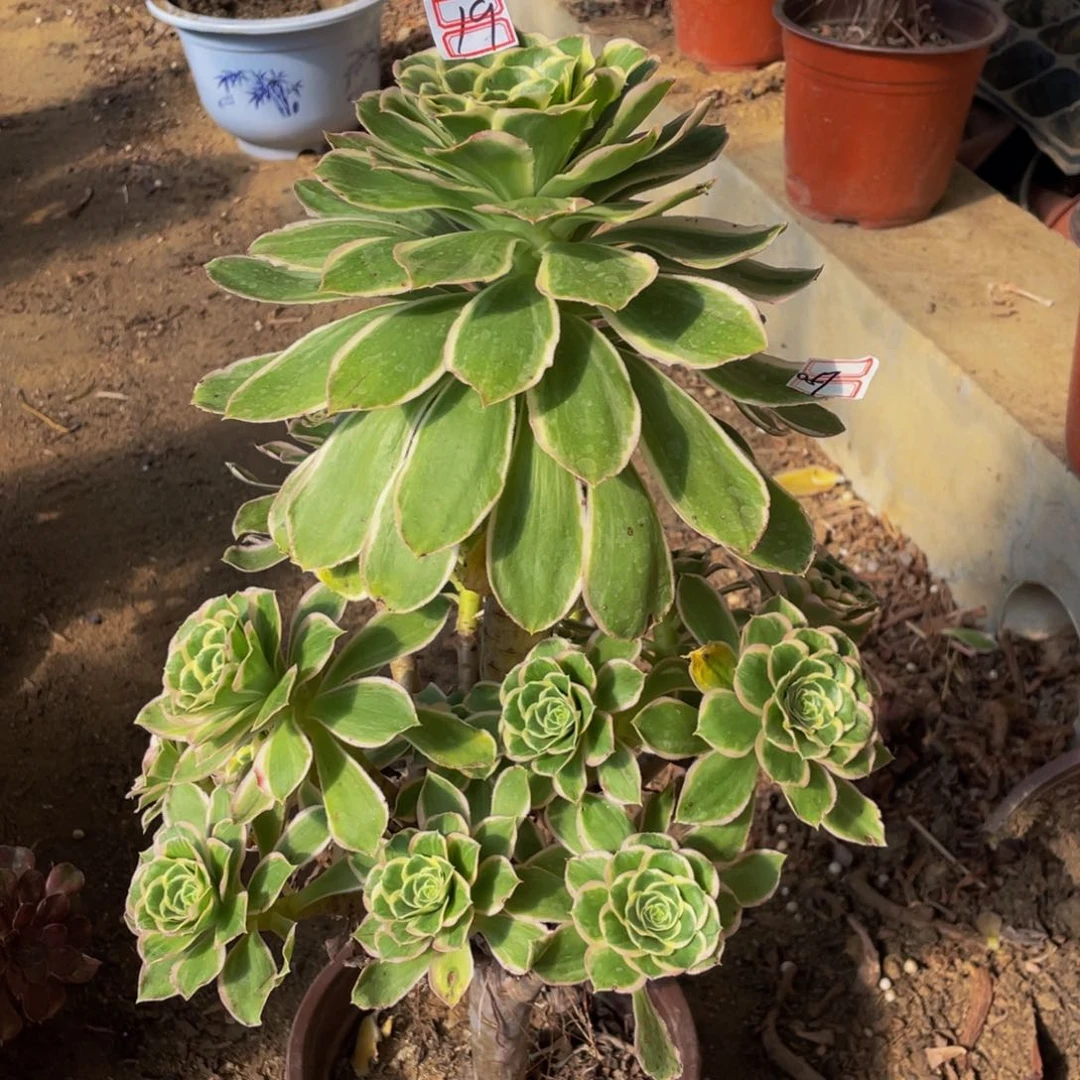 19鲜花老桩大叶绿玫瑰