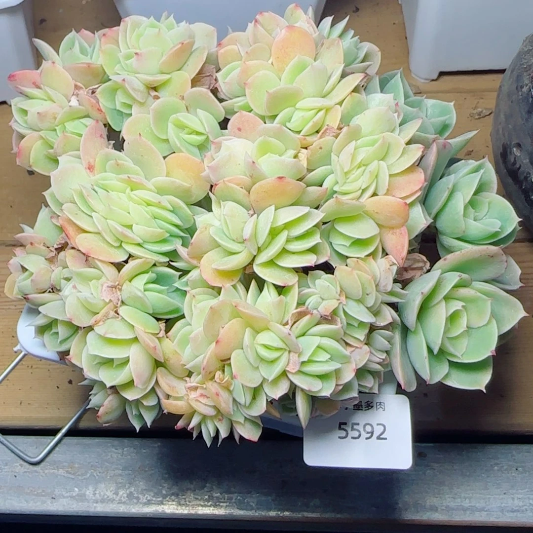 星娜塔缀化，5592多肉植物