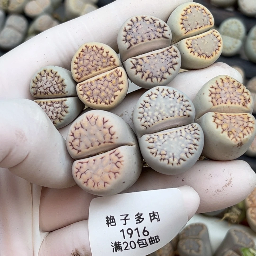 a***g1916号一首六棵饼干发货