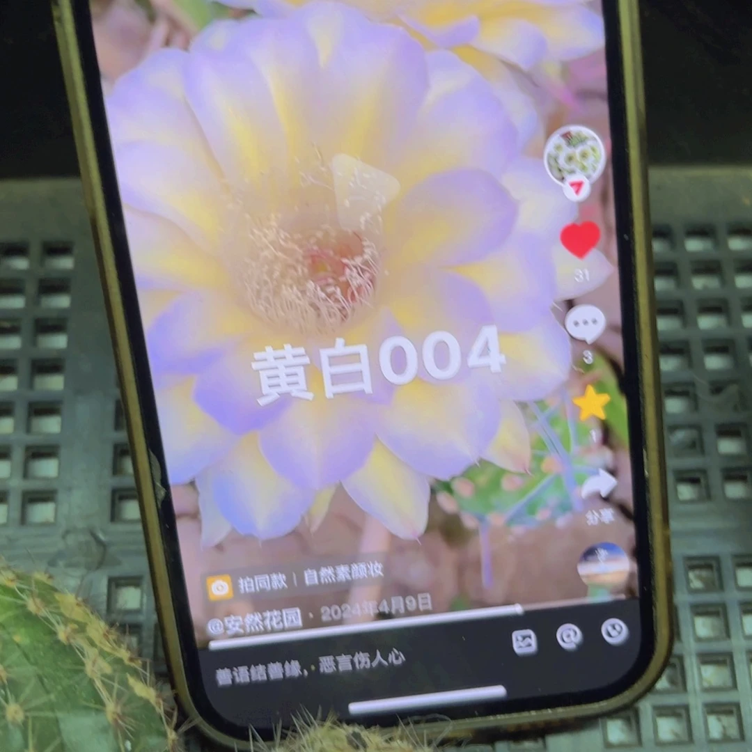 黄白004彩侧牙20包邮仙人球16