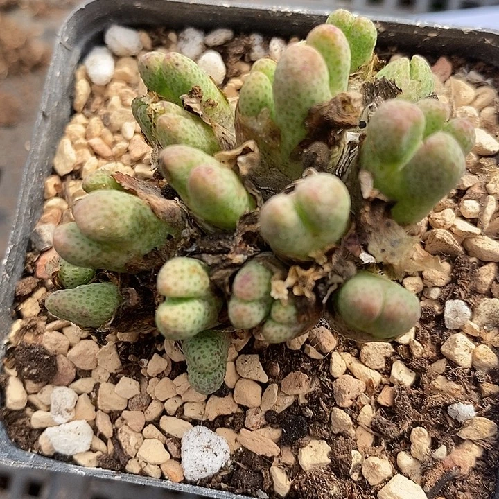 2425斑马955D母本一群