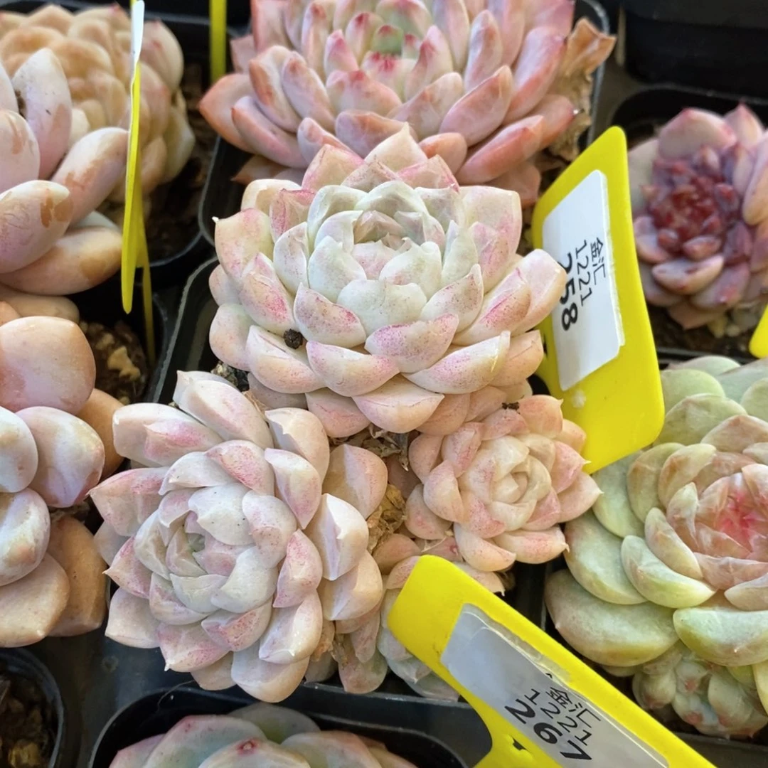 从*福利多多。1221258