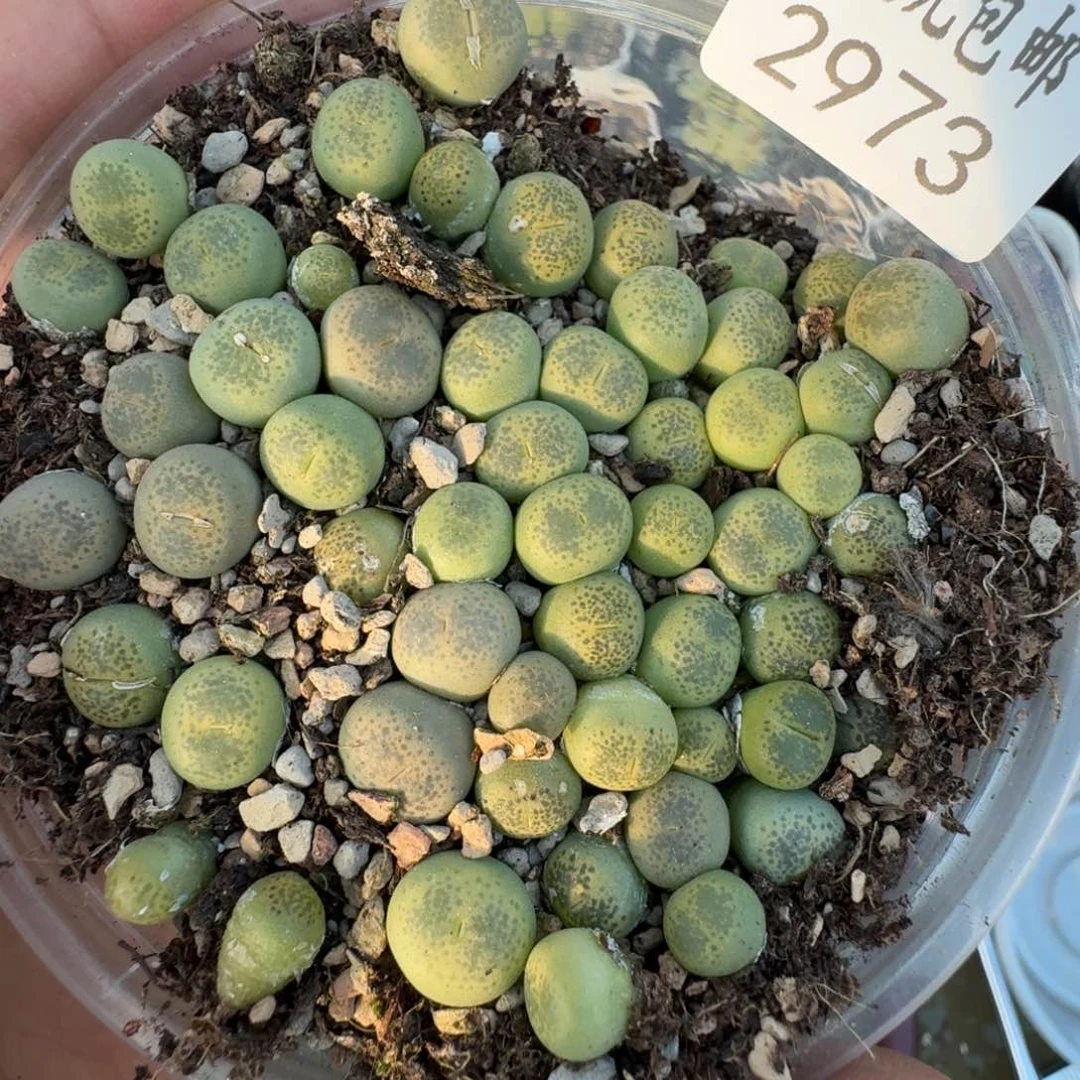 2973。绿碧多肉植物