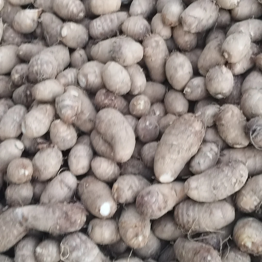 山东威海乳山本地奶头芋头