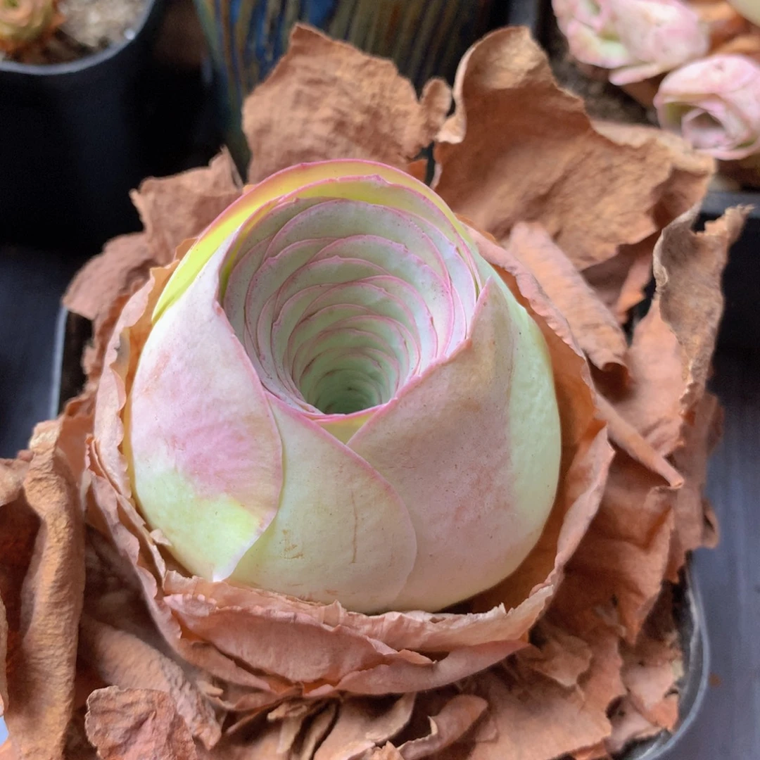 一物一拍星辰福利218