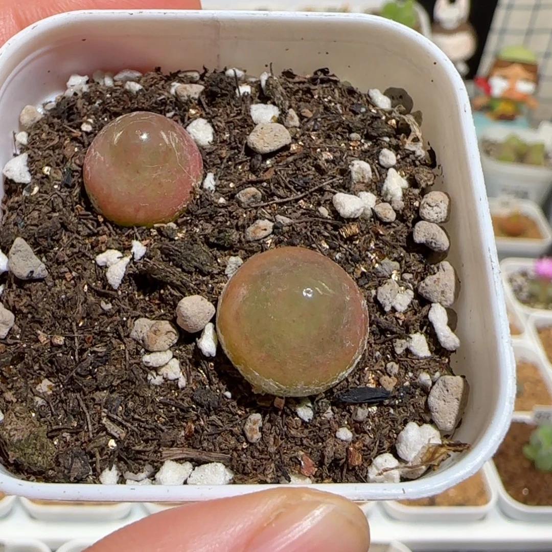 肉锥多肉植物组合-灯泡一盆174