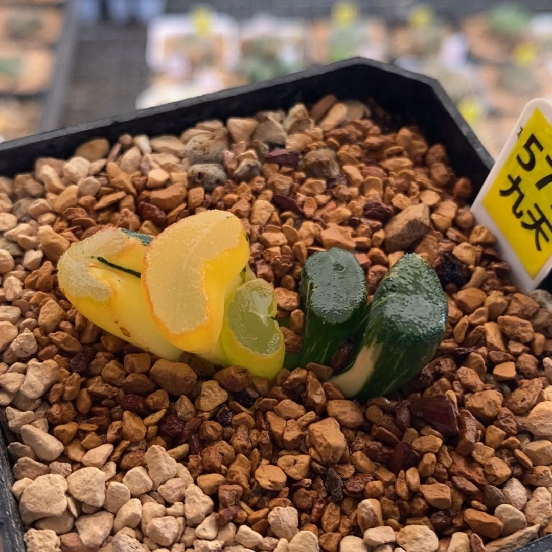 579号大明湖万象锦带盆