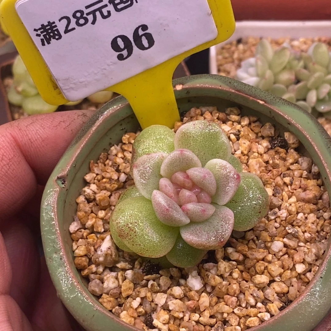 296福利，冰玉石化红锦糖心