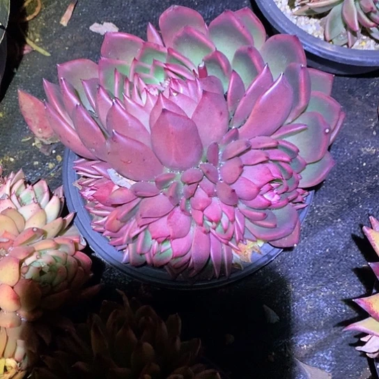 路*美肉特价活动开始啦