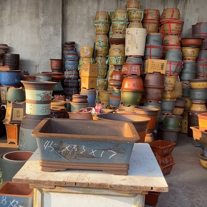 紫砂花盆盆栽花卉苗木种植