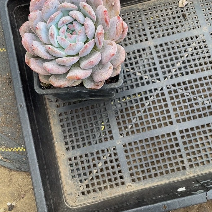 简***尼999号筐托土发货一个