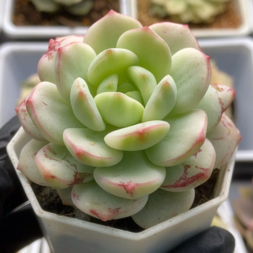 707香草锦锦锦锦锦锦锦