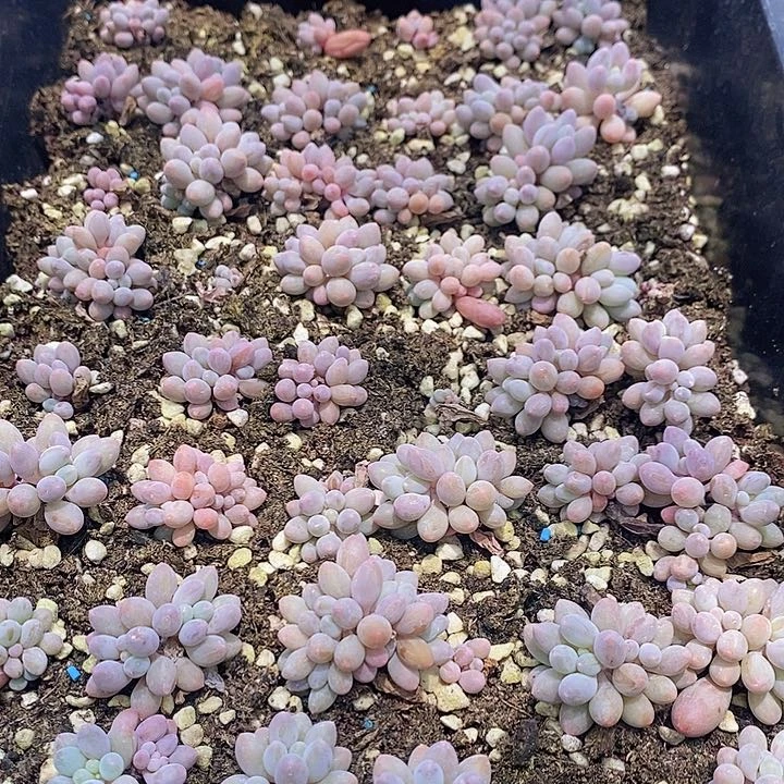 22 多肉植物盆栽花卉植物