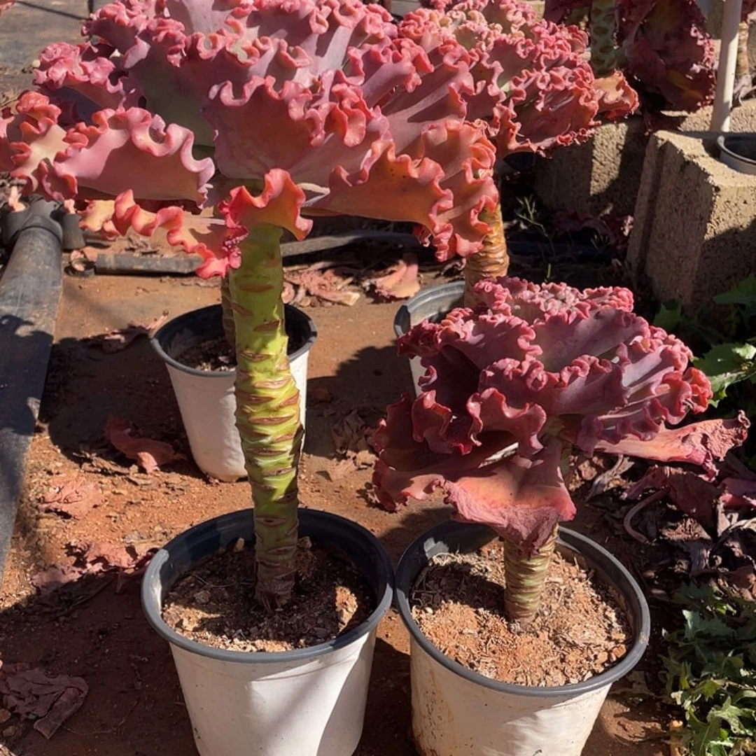 小***子94号包菜系列多肉植物带赠品2棵