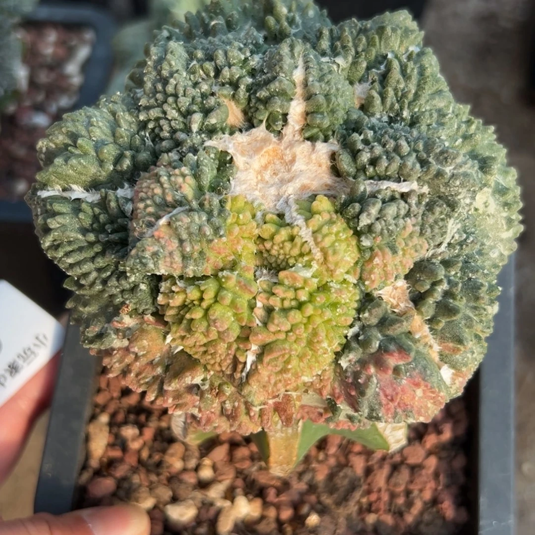 68 可帮落地 仙人球的世界里