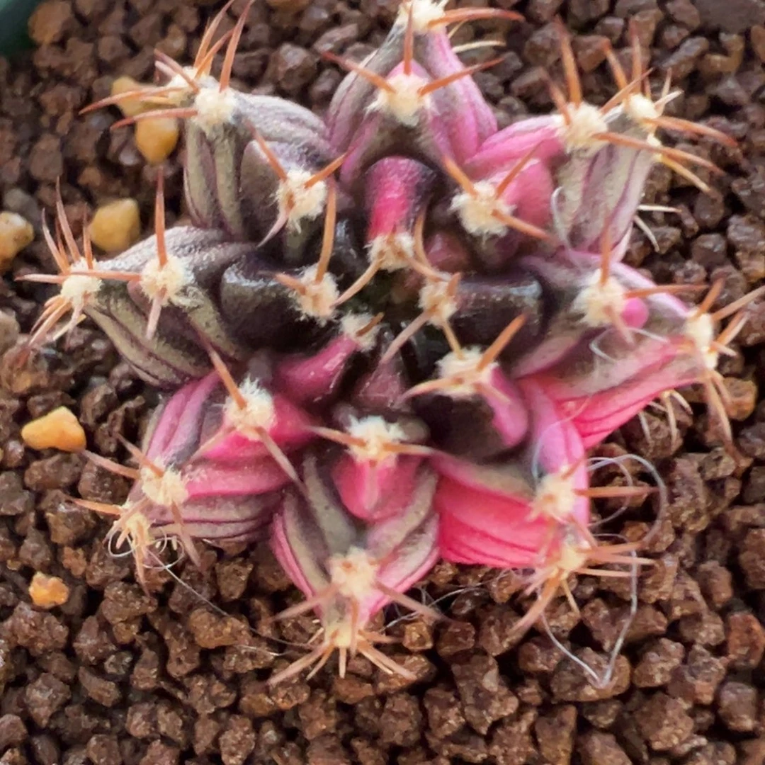 518 好看的米哈冲冲冲