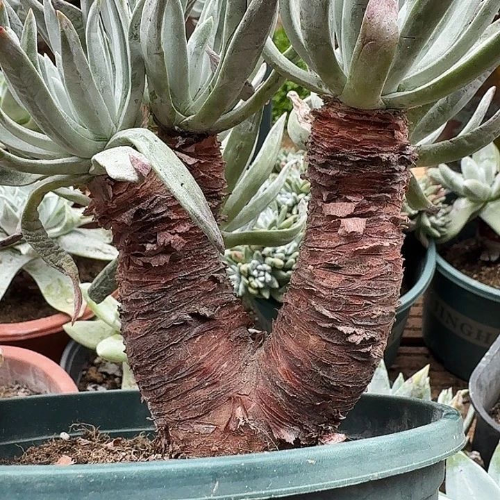 爱奴多肉植物多肉031